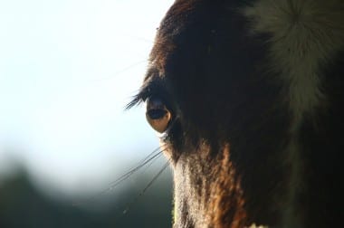 PETA: Pferde bei Rosenmontagszügen in Düsseldorf verbieten