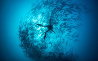 Aquazoo Löbbecke Museum  „Blaue Savanne“ – Expedition in die Unterwasserwelt Afrikas