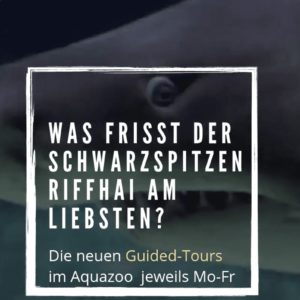 Fütterungszeit im Aquazoo