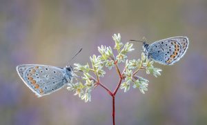 Amor horti: Kein Buch für jedermann