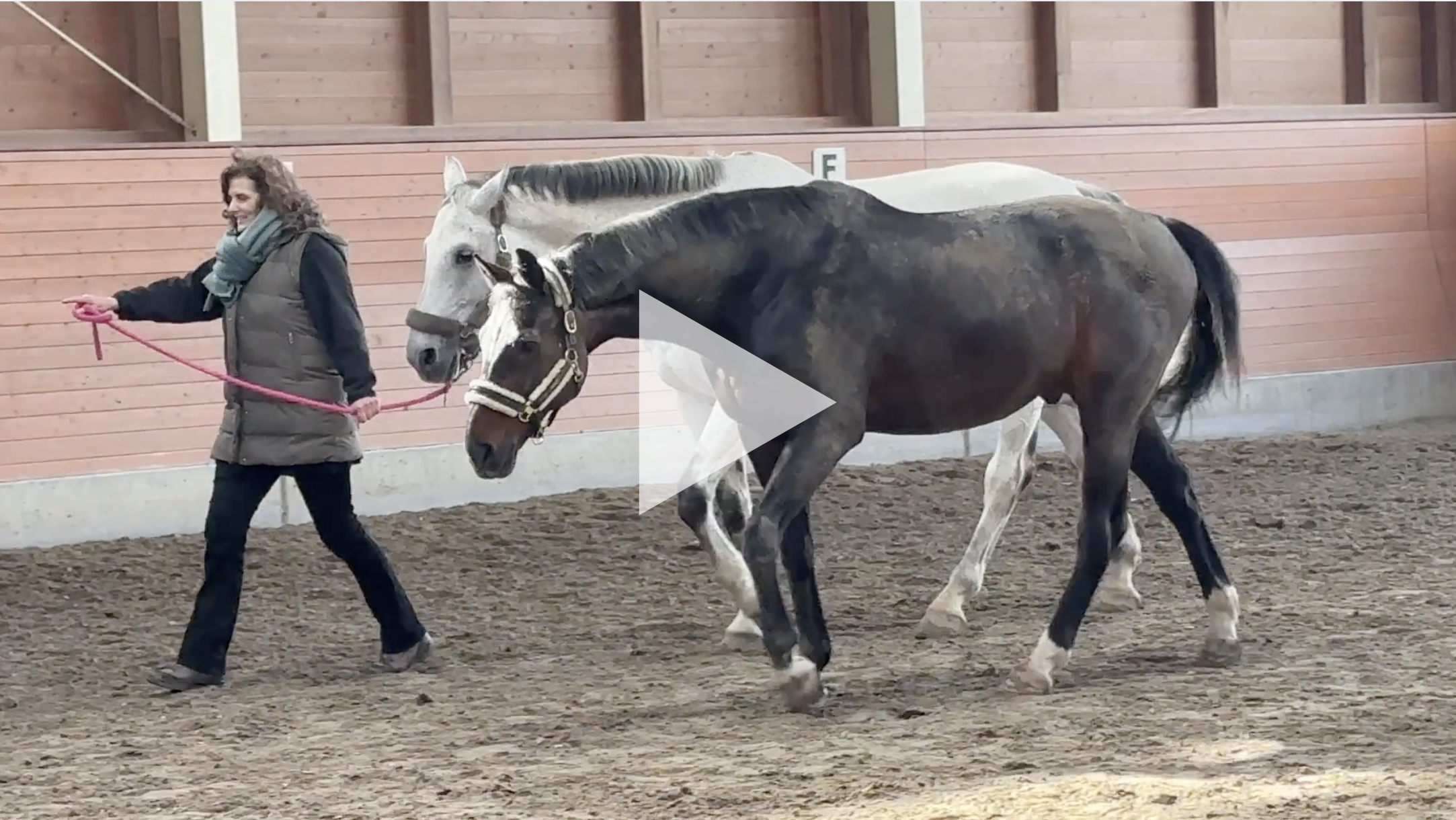 Qigong trifft pferdegestütztes coaching